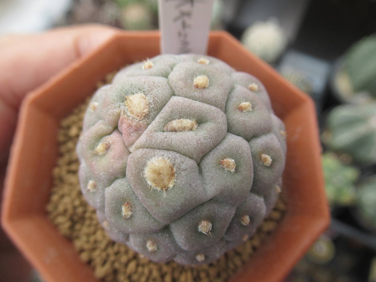 テフロカクタス ゲオメトリクス 3ball 【公式通販】