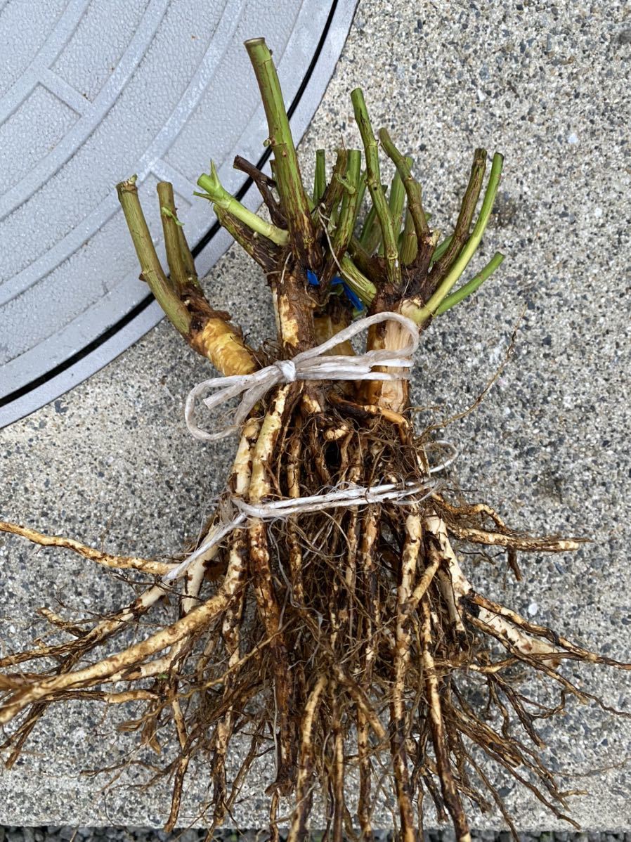 【未使用】野薔薇 ノイバラ 接木用 台木の落札情報詳細 - ヤフオク落札価格検索 オークフリー
