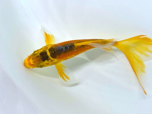 ヒレなが鯉5匹水槽込み