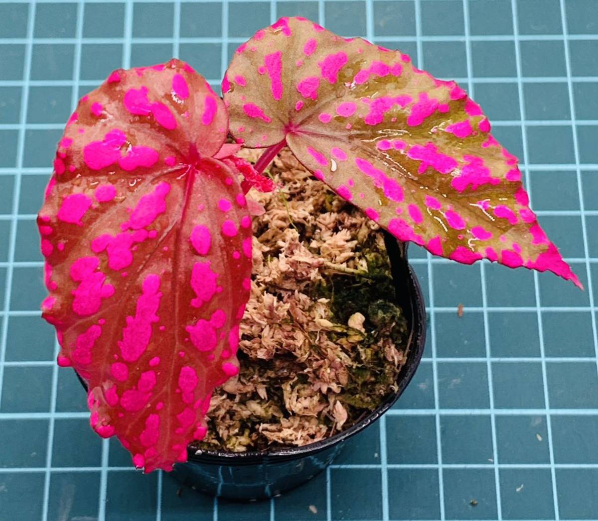 人気の福袋 世界的に 新品 未使用 特選ピンク ベゴニア ネグロセンシス 植物 観葉植物 Www 10cosedafare It Www 10cosedafare It 人気の福袋 世界的に 新品 未使用 特選ピンク ベゴニア ネグロセンシス 植物 観葉植物 Www 10cosedafare It Www 10cosedafare It