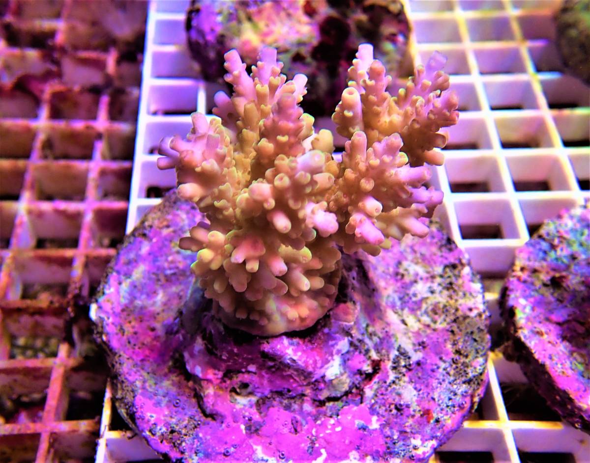 Coral Sea Japan テーブルミドリイシ ミクラクラドス ピンクツートン系