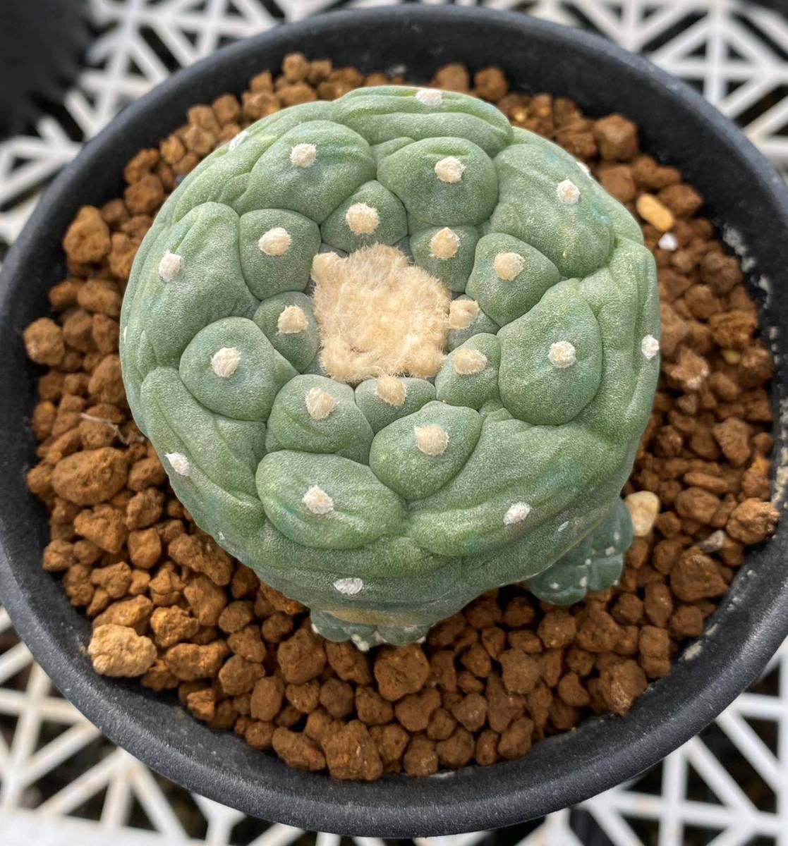 吉田氏実生】ロホホラ 疣銀冠玉 吉田実生×種永 実生 Lophophora fricii