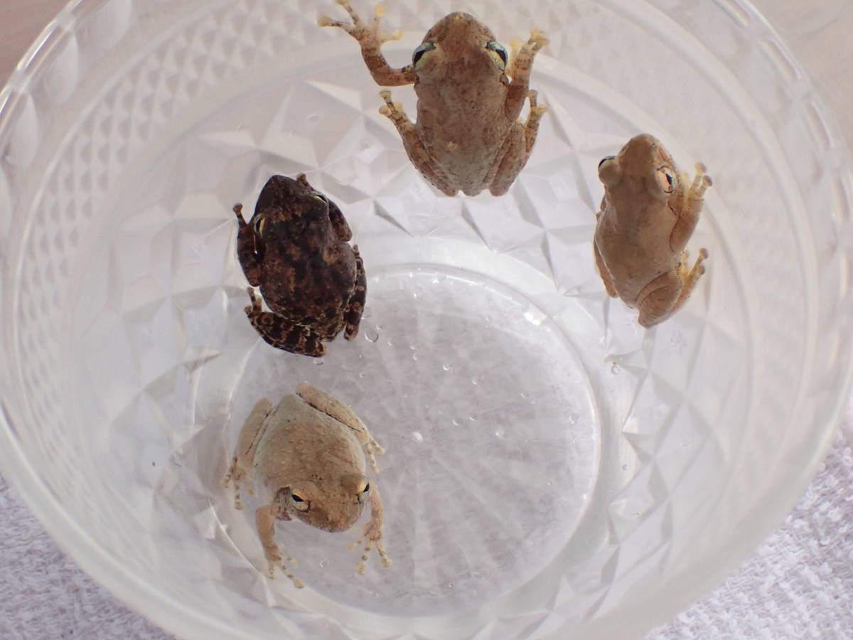 生体）アイフィンガーガエル アイフィンガーガエル 石垣島産