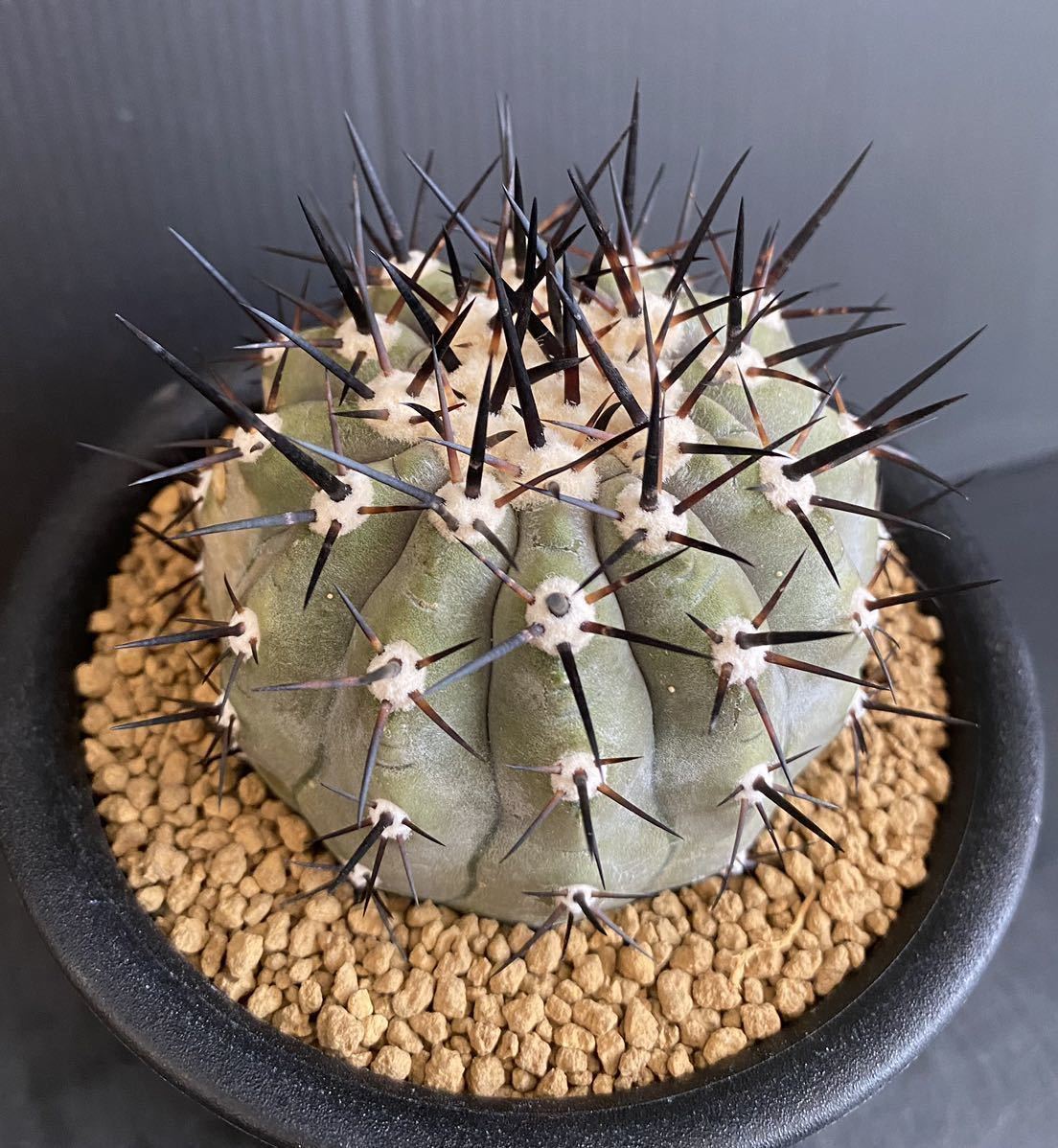 コピアポア シネレア 黒王丸 台付 Copiapoa cinerea コピアポア