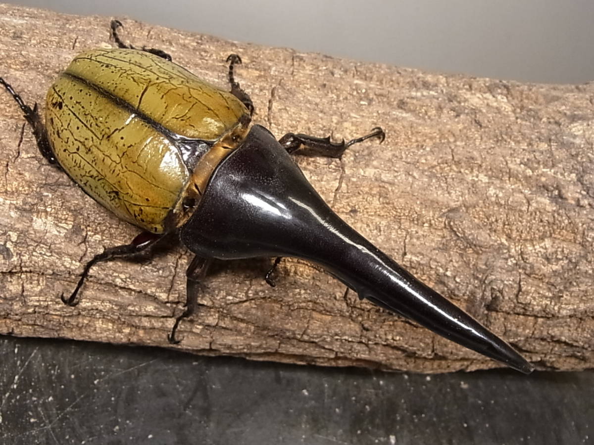 HirokA】D.Hヘラクレス（FF-FF136-0F136C68×白木血統♀）159mm♂単品