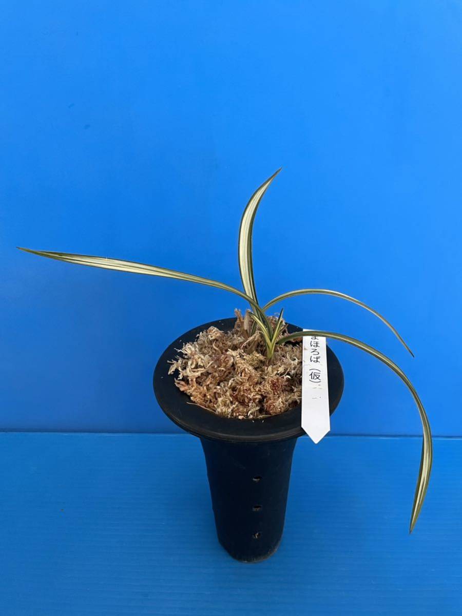 春蘭 韓国春蘭 日本春蘭 観月の宴No.1 ☆みのうらん園☆