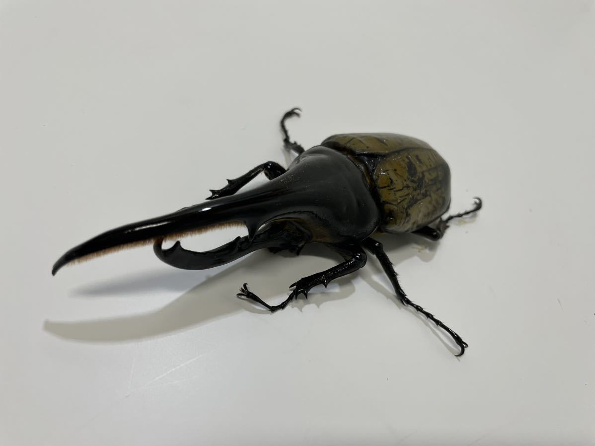 昆虫標本 オールドコレクション 大型 ヘラクレス ヘラクレス 158ミリ