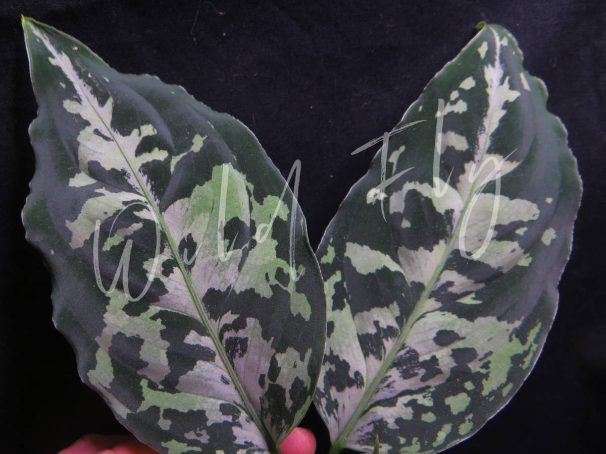 アグラオネマピクタム Star Platinum AZ0114-5 スタープラチナ AZ便