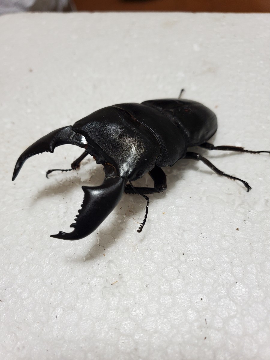 insectbase)ハーキュリーT血統スマトラ大型血統 ♂93㎜ペア‼️一度使用