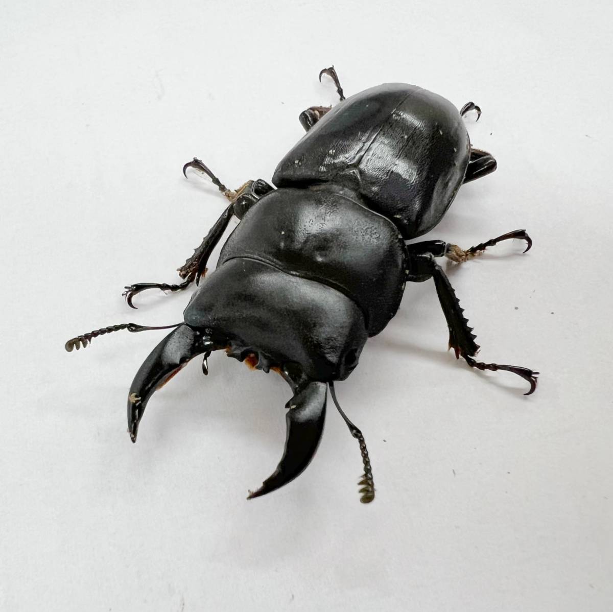 ≪　WILD！　ボルネオ便　トラキクスヒラタクワガタ　成虫ペア　≫ ≪ ボルネオ便！WILD！ トラキクスヒラタ ♀単品 ≫