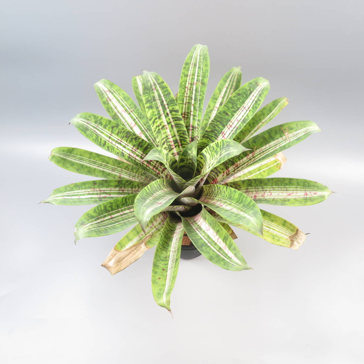 Vriesea 'Josefa Leon'〔フリーセア〕現品発送V129 Vriesea 'Josefa Leon'〔フリーセア〕現品発送V129 フリーセア