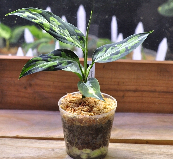 やや傷や汚れあり】アグラオネマ ピクタム ”エウレカ” Aglaonema