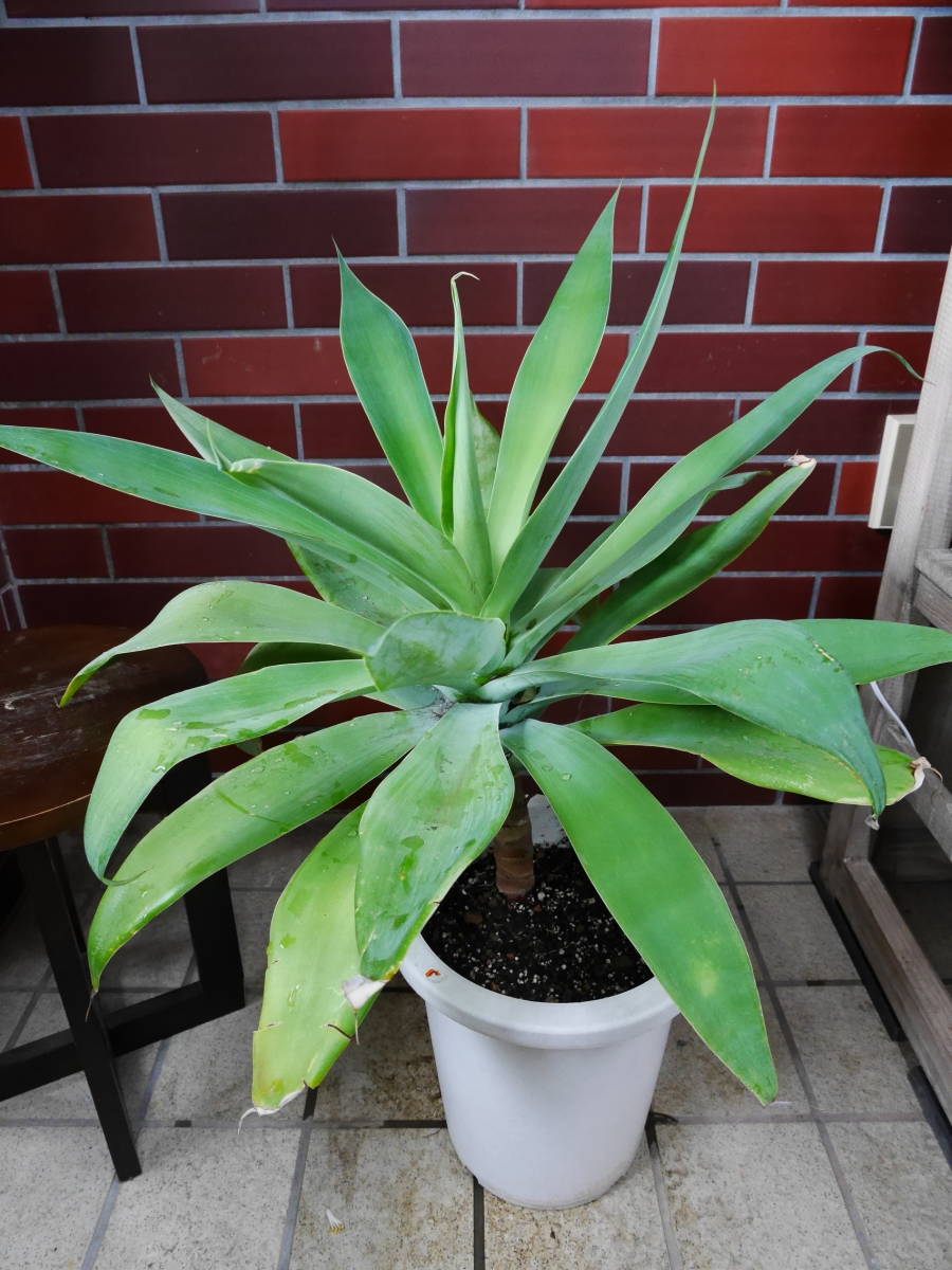 28 アガベ・アテナータ 101cm アガベ 