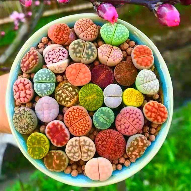 多肉植物 リトープス大苗 朱弦玉 1苗抜き苗 花伝 -多肉植物・バラ