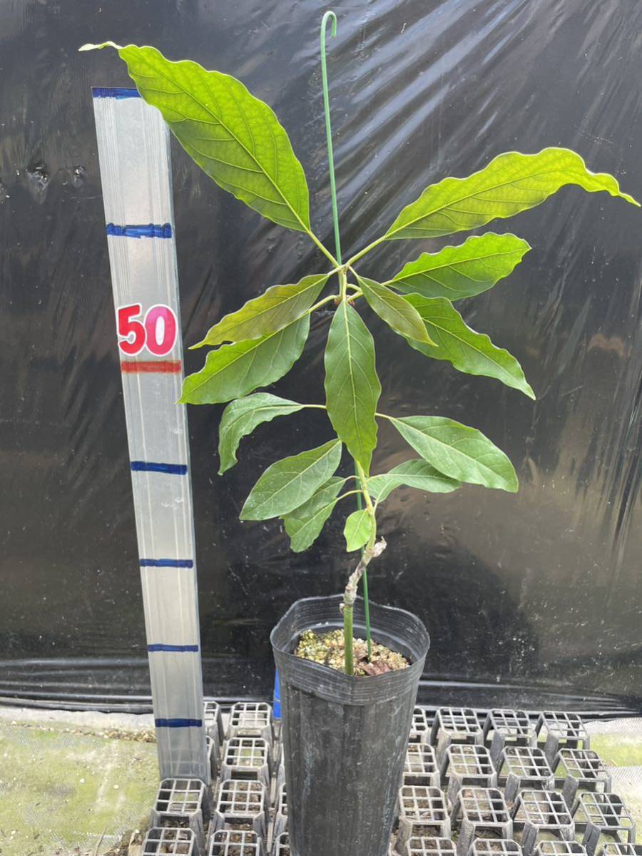 アボカド　穂木　ウインターメキシカン アボカド穂木ウインターメキシカン