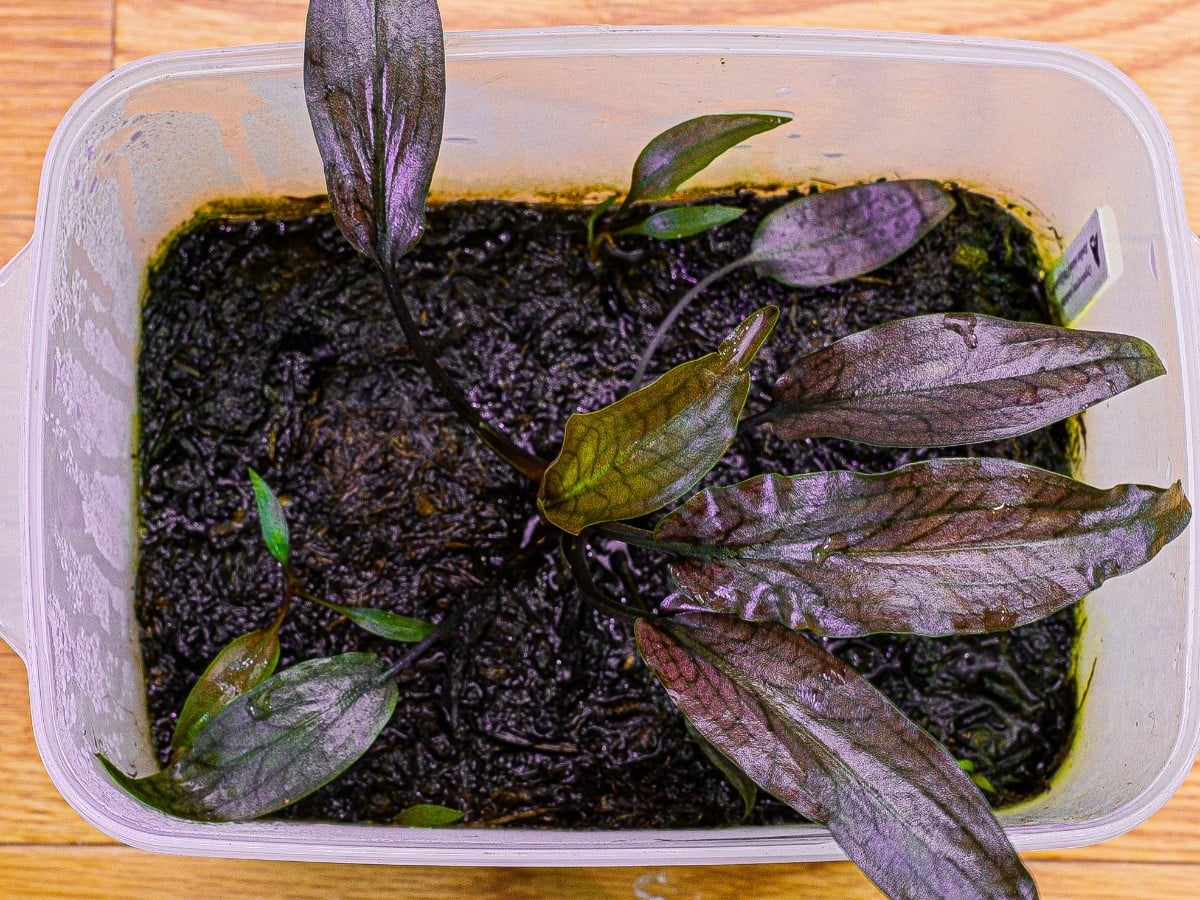 LA1223-01z】Cryptocoryne sp. Min-2