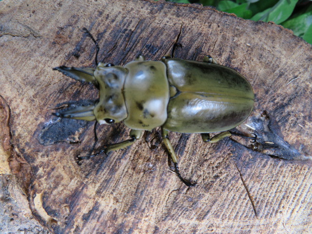 モセリオウゴンオニクワガタ ♂66ミリ♀46ミリ・(malaysia