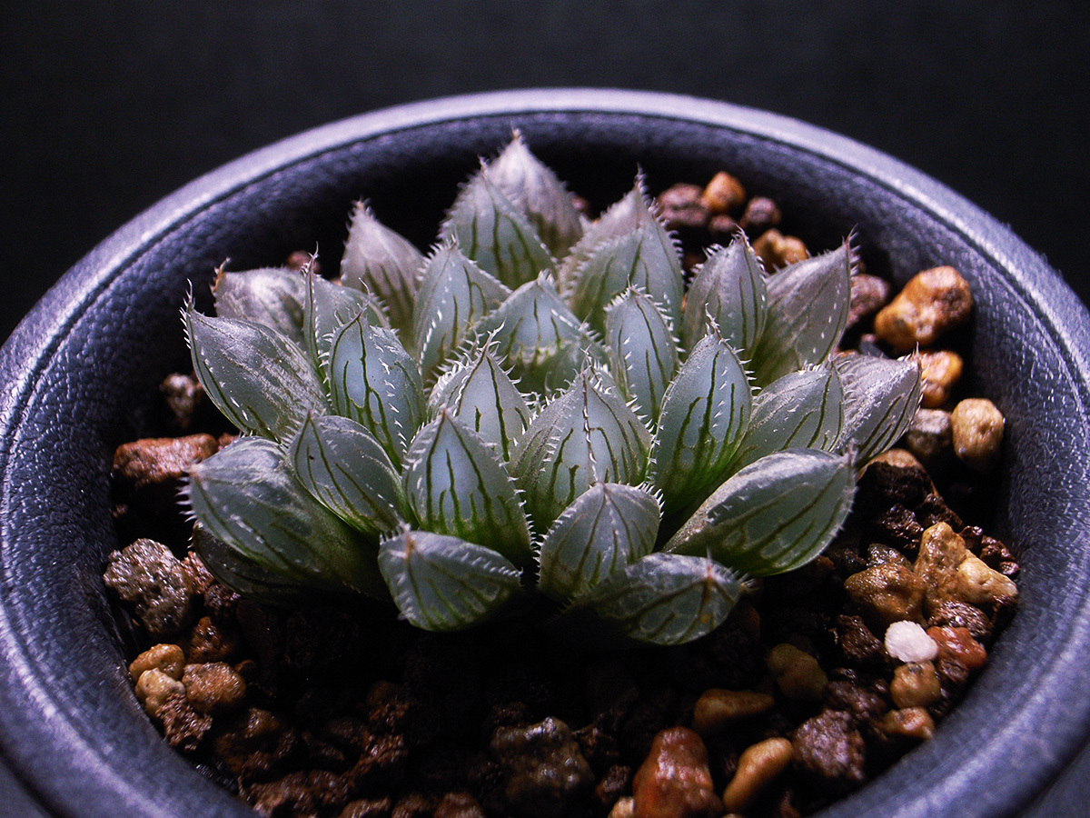 ハオルチア　氷鳳　実生苗 園芸ネット本店｜ハオルチア：赫鳳 実生苗2.5号スクエア鉢 の通販【公式】