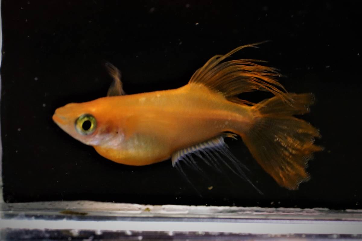 沖縄☆美ら海めだか基地☆　可愛い人気種♪【卑弥呼】めだかの　稚魚（１0匹）+α 沖縄☆美ら海めだか基地☆ 可愛い人気種♪卑弥呼の 稚魚（１0匹）