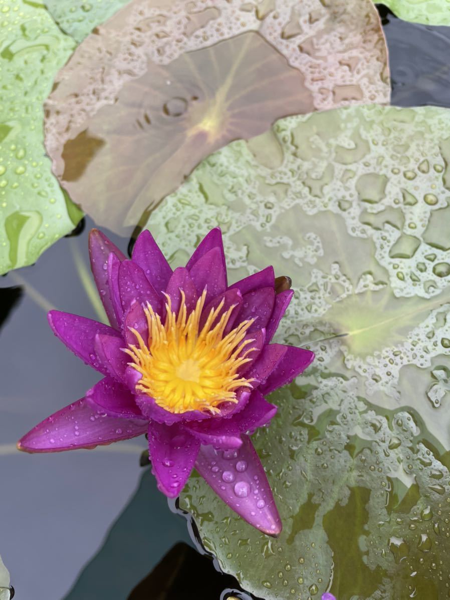 亜属間睡蓮 スイレン苗 パープル.シルバー (めだか、スイレン、花ハス