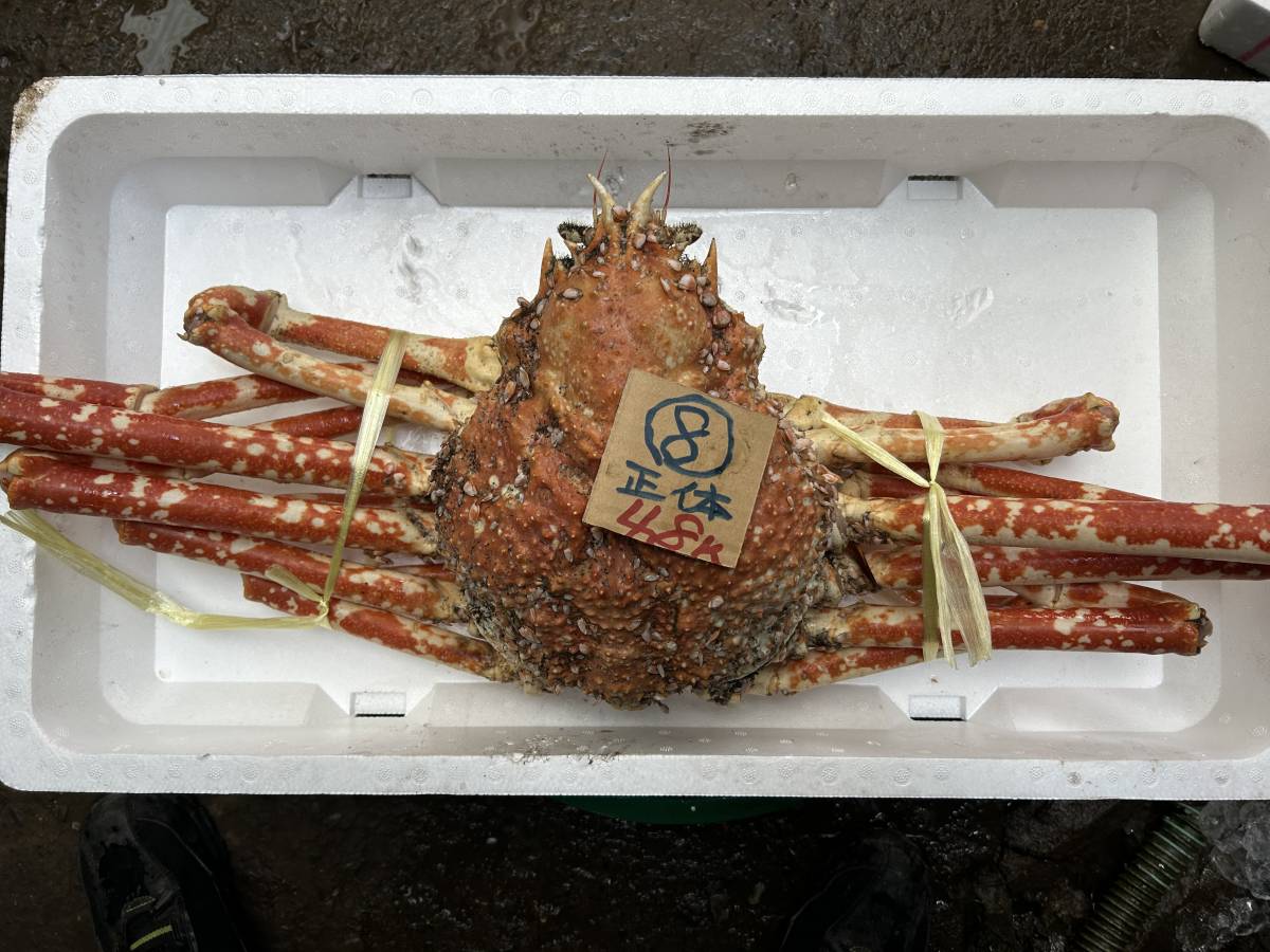 和歌山産】 タカアシガニ（約4.8k）訳無し 冷凍 600