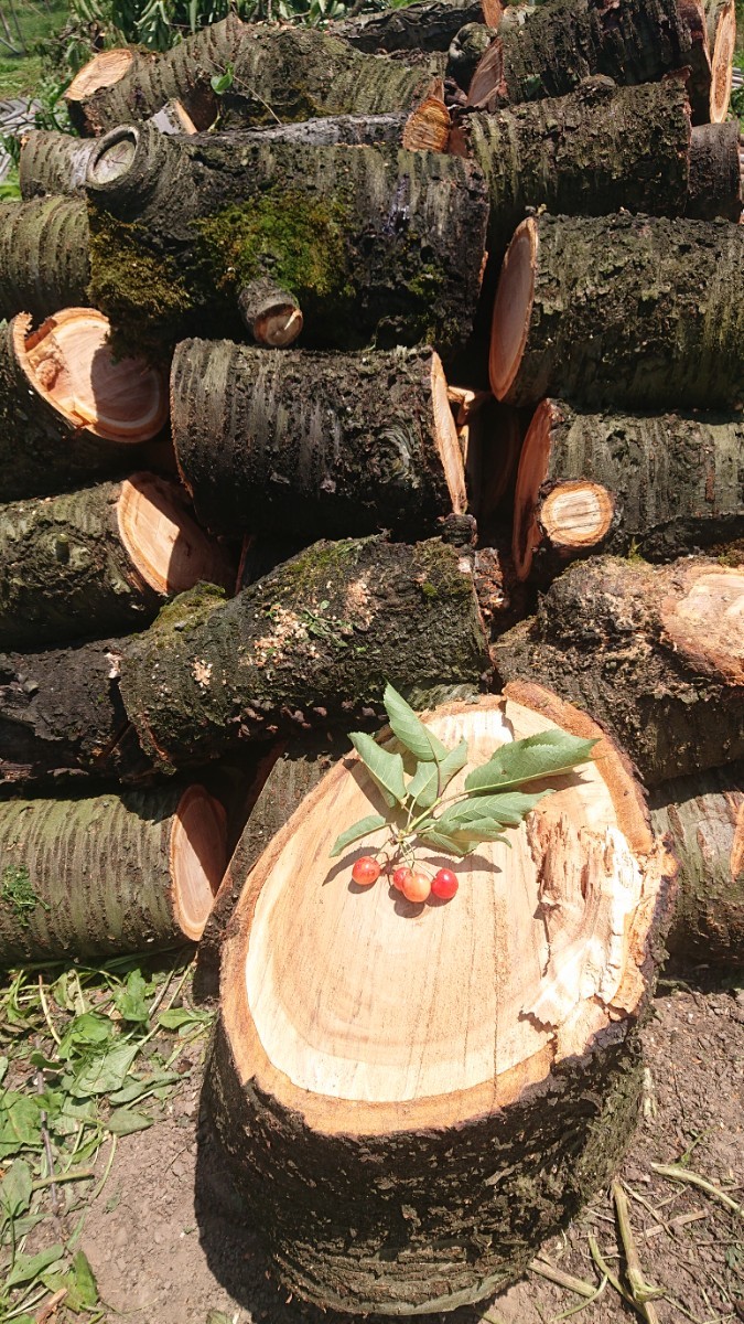 さくらんぼ 薪 原木 玉切り 軽トラ一台分