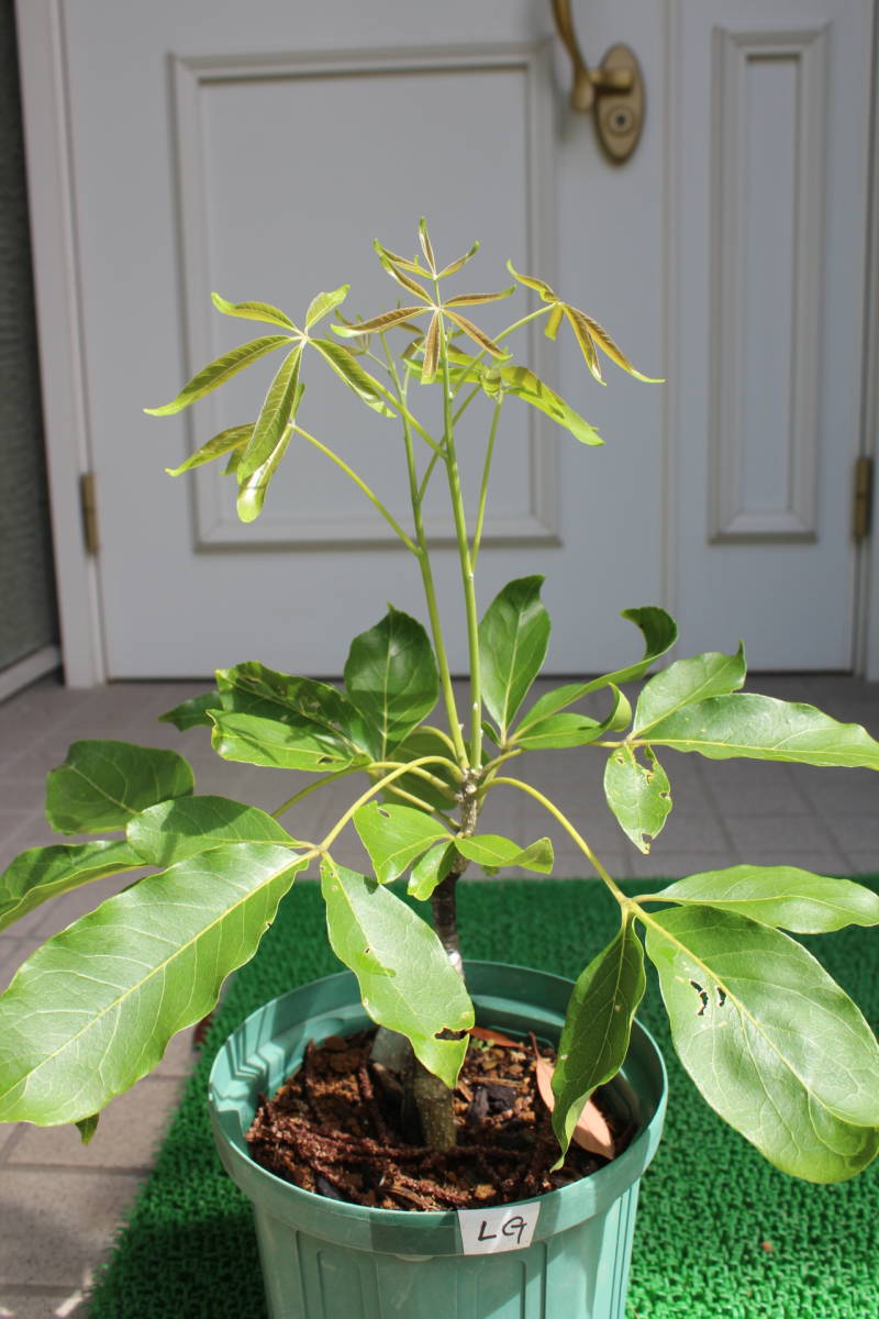 ホワイトサポテ（マリブ） 接ぎ木苗（鉢下から芽先まで45cm