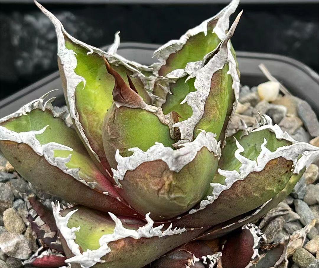 目立った傷や汚れなし】48稀少 アガベ 獅子光 agave titanota lion 