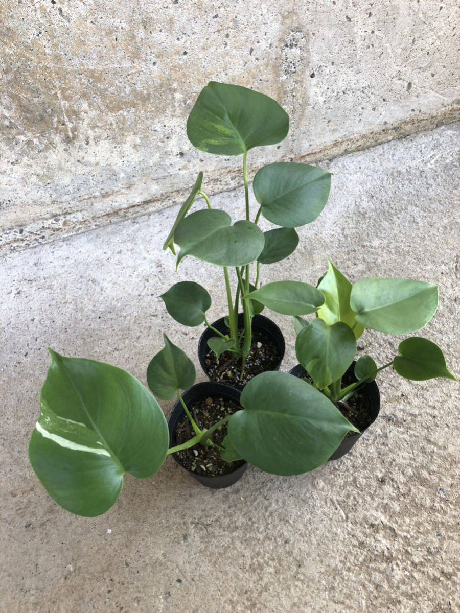 超希少 斑入り 本物 モンステラ デリシオーサ ポンポン