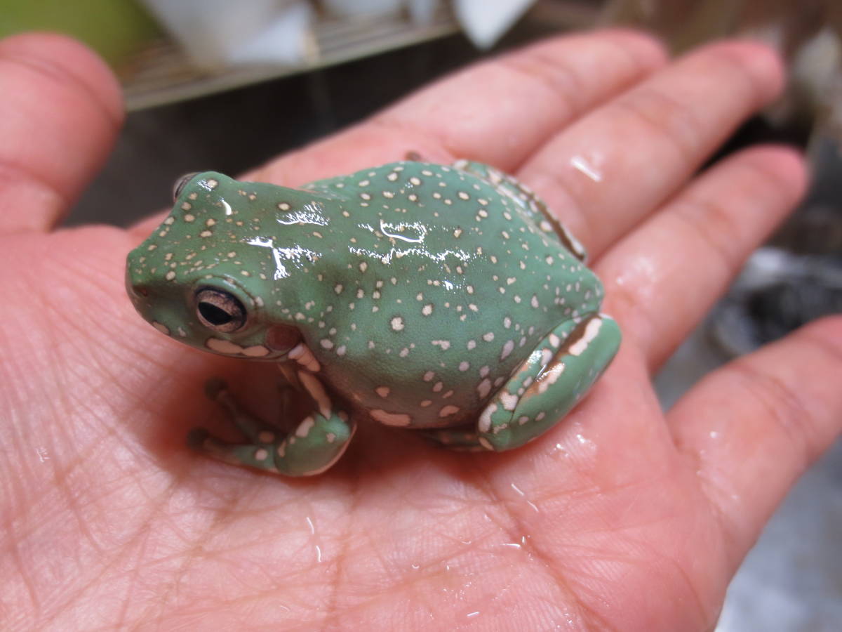 透明 アマガエル 】4匹セット 希少 スケルトン ミュータント スケルトンカエル スケルトンガエル ニホンアマガエル 検 アルビノ 青 黄変  ついに出たっ!!色変イエアメガエル☆一度フルスケルトン化し再び霜降り