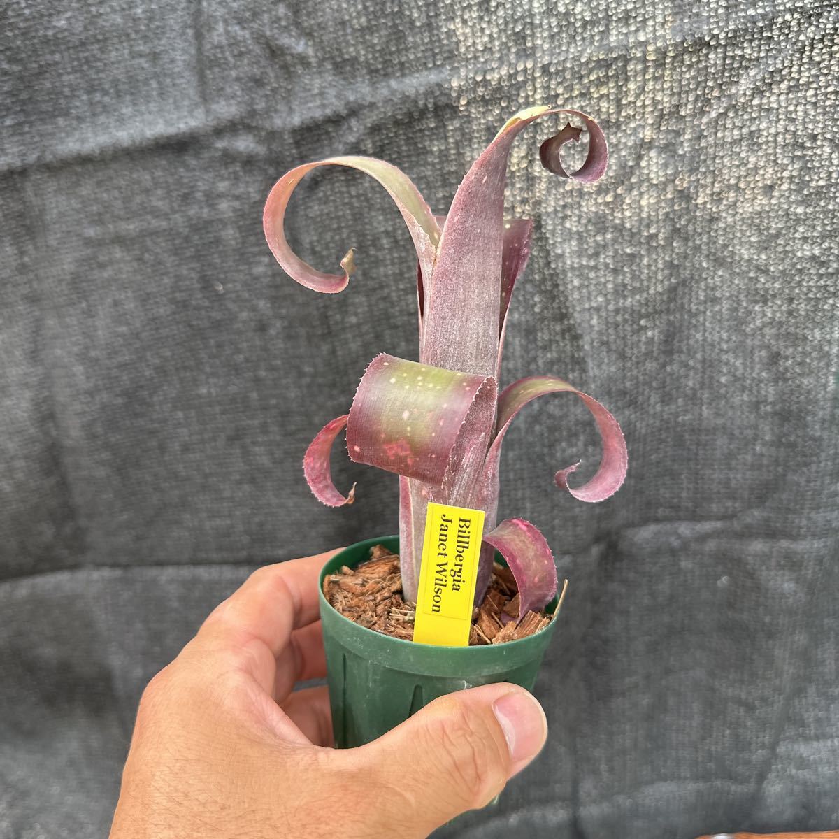 ブロメリア　コレクション　Billbergia Janet Wilson クルクルカール中