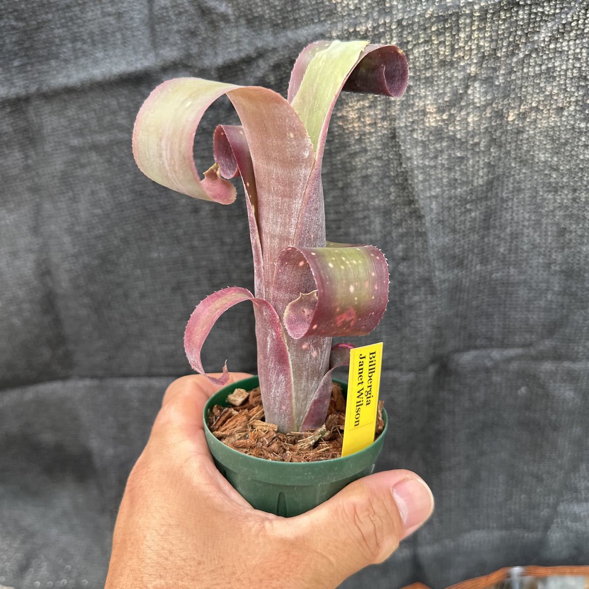 ブロメリア　コレクション　Billbergia Janet Wilson クルクルカール中