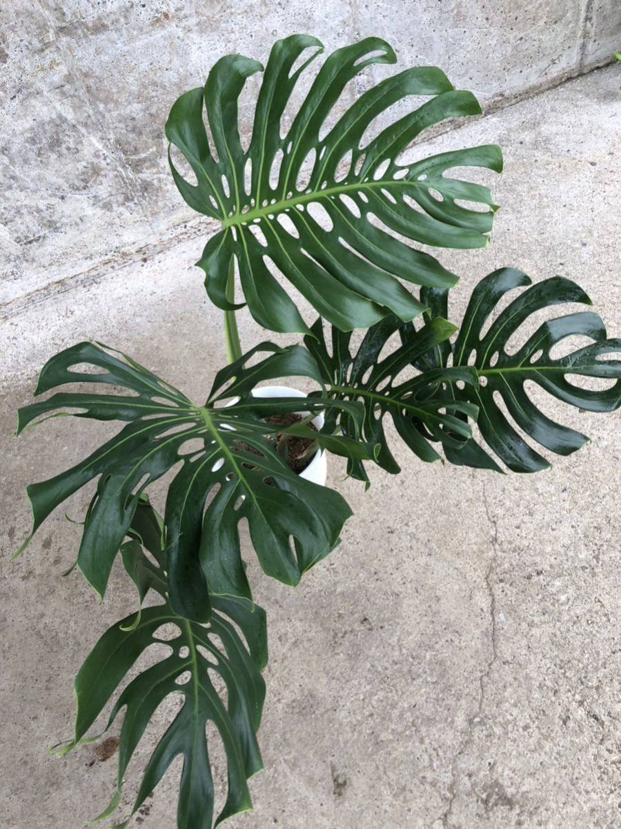 モンステラデリシオーサマクロコズム大型葉希少系統鉢植え高さ89㎝超大