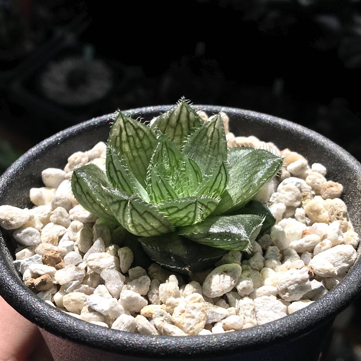 ハオルチア 「出藍」 H. 'Shutsuran' 多肉植物