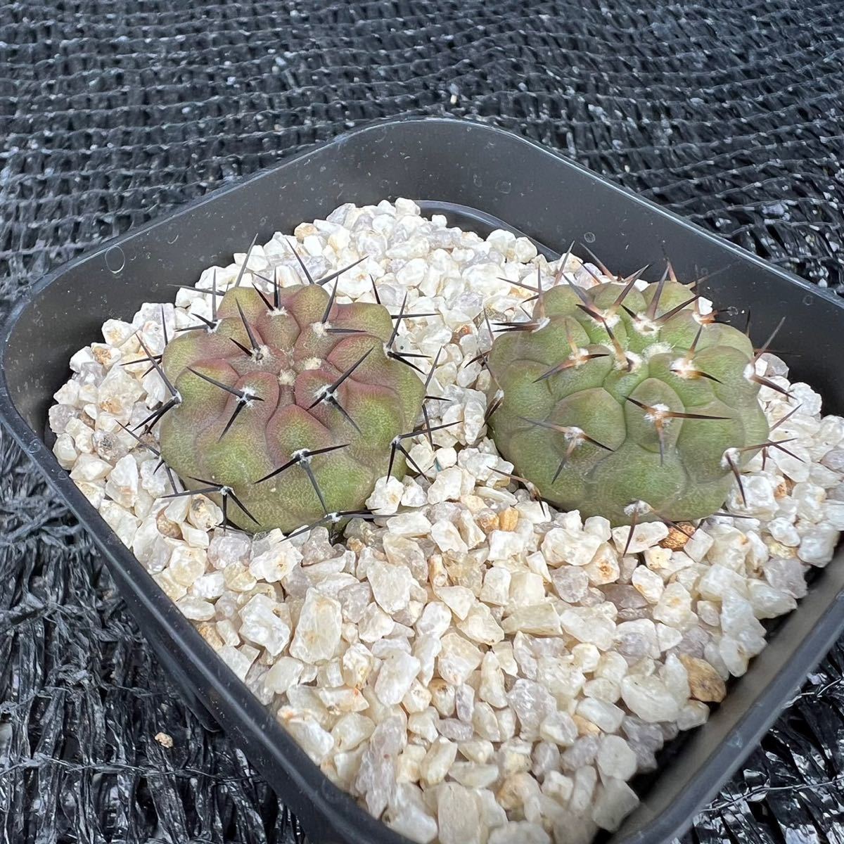 目立った傷や汚れなし】狐竜丸3本 実生 Copiapoa cinerea v. columna