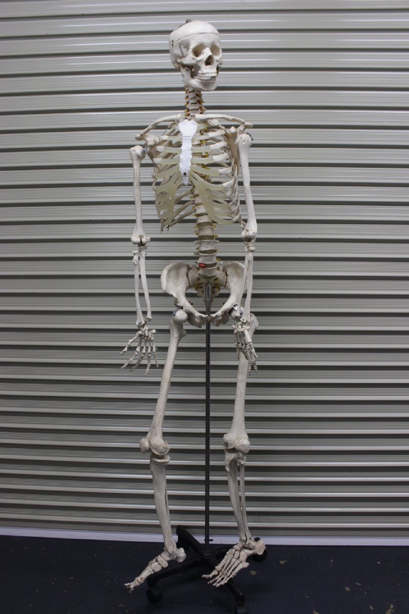 できれば引き取り❗️人体模型 骸骨 標本 等身大 整骨院 整体 セミナー  