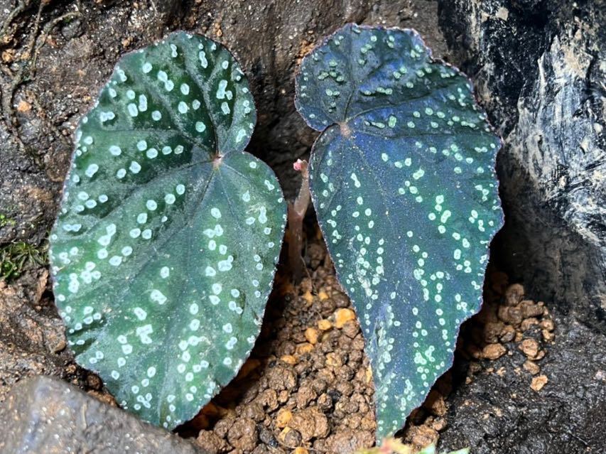 やや傷や汚れあり】Begonia phoeniogramma Ⅰ ベゴニア フォエニオ