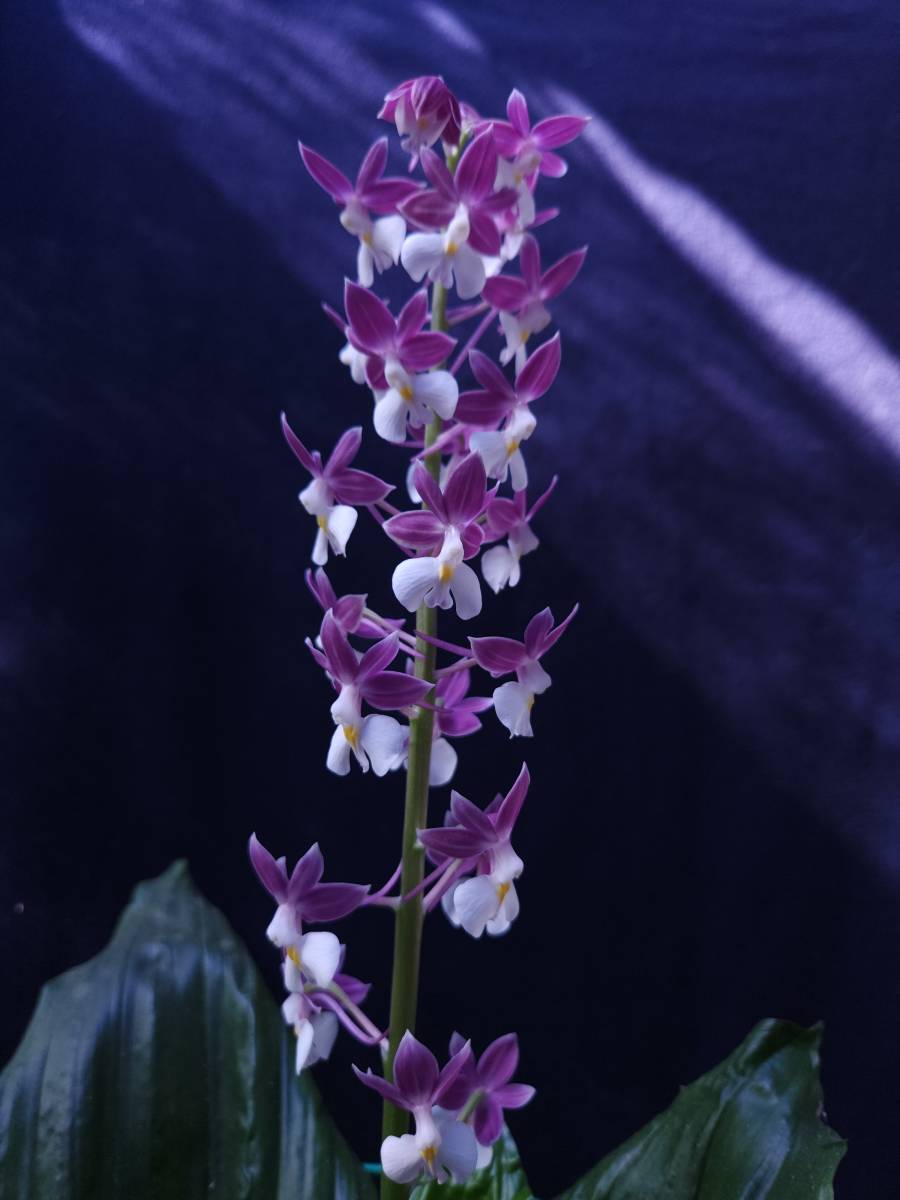 Apple iMac 2011 21.5inch ジャンク 山野草 斑入り エビネ