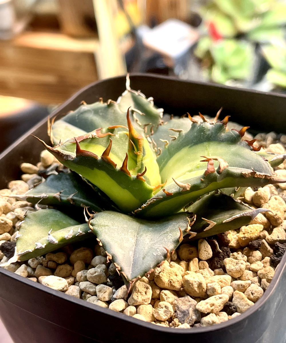 アガベ チタノタ ハデス 中株 陽炎 【裏棘】