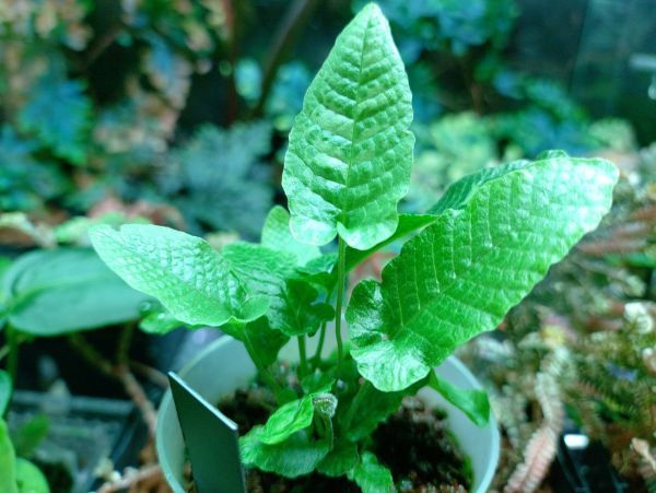 小林正治『木立の幻想』油彩、キャンバス F6号 サイン有 額付き（箱