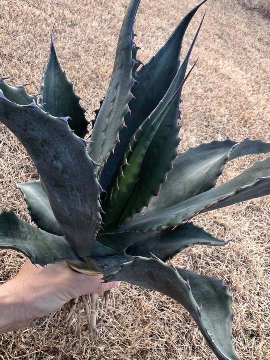 やや傷や汚れあり】【農園直送】特大サイズ アガベ アトロビレンス