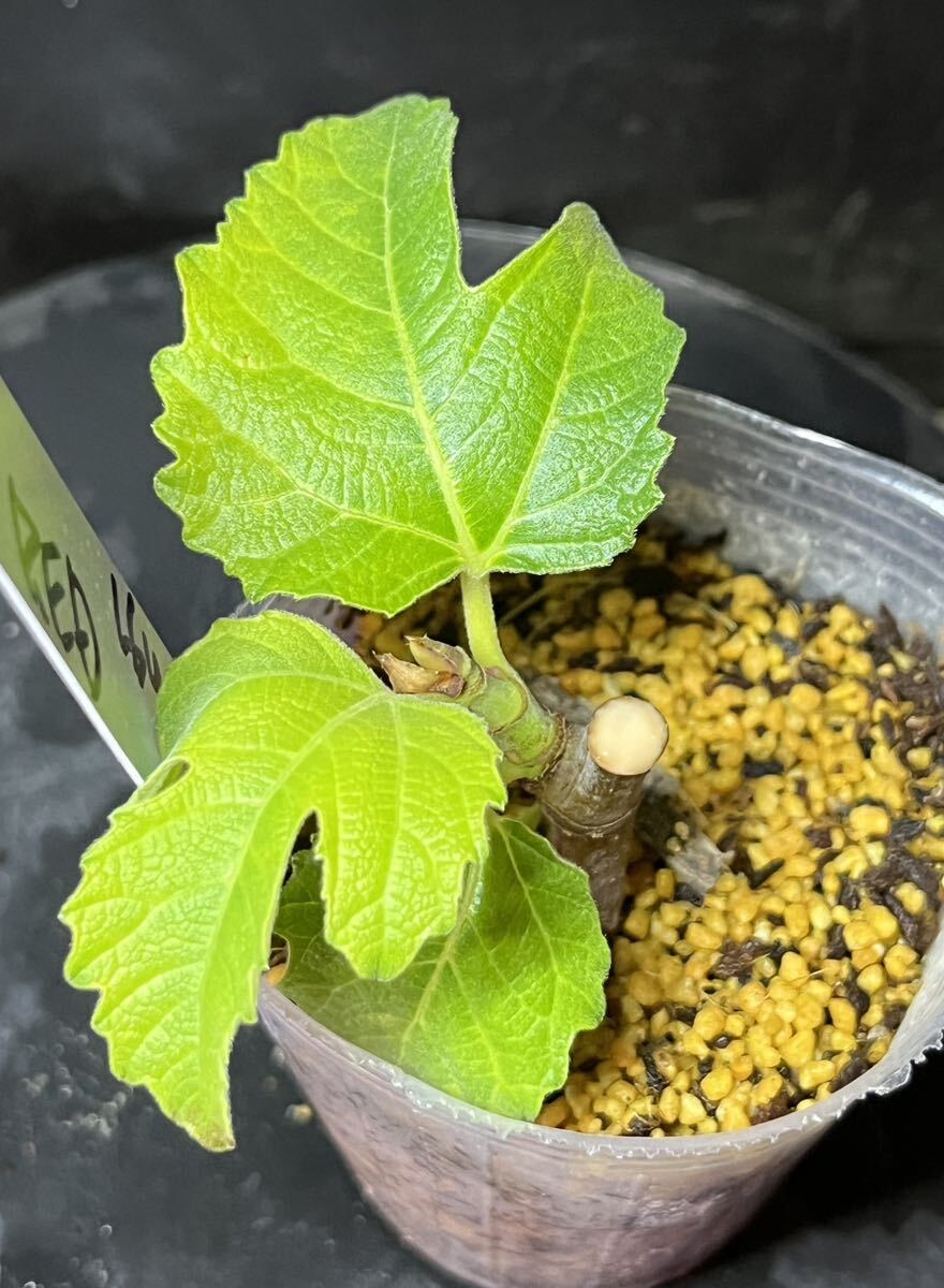 超希少樹種 Amarcord （ アマルコルド ）イチジク 挿し木苗木