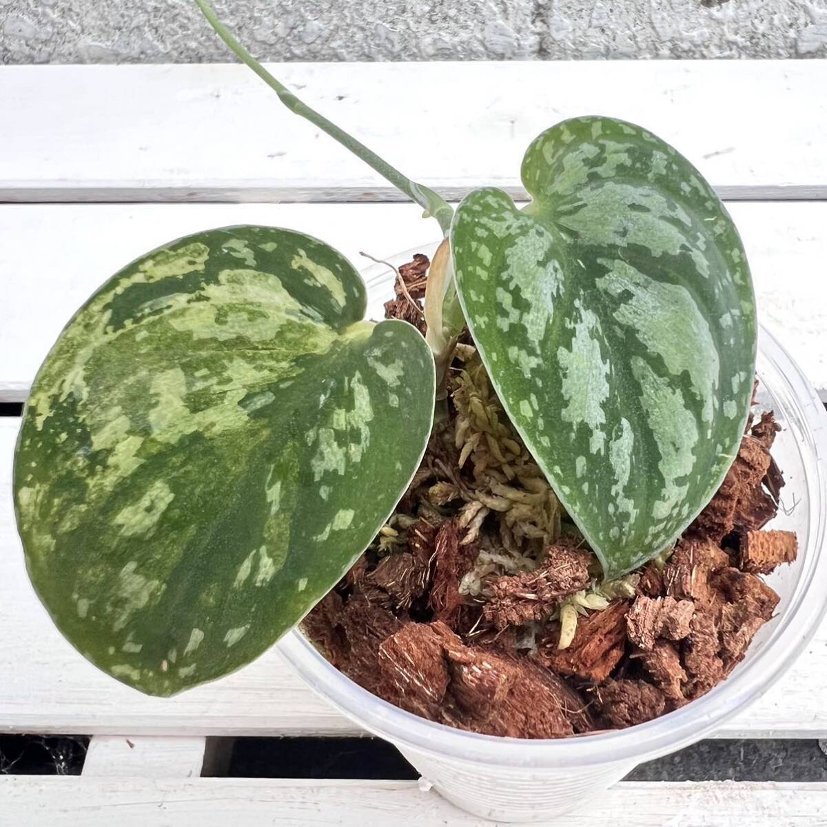 スキンダプサス マハリカ