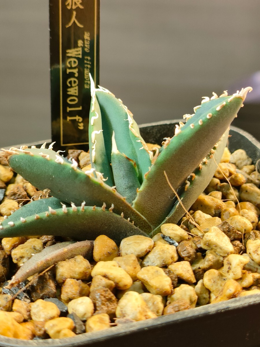 風迅アガベ　王妃笹の雪　B型　キンピー 中斑 4株 風迅アガベ 王妃笹の雪 B型 キンピー 中斑 4株 アガベ 王妃