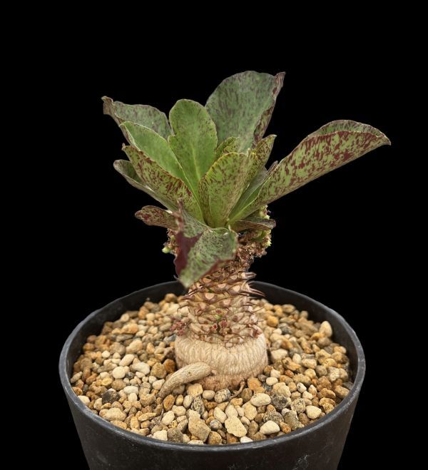 やや傷や汚れあり】【激レア】Euphorbia khandallensis×sapinii