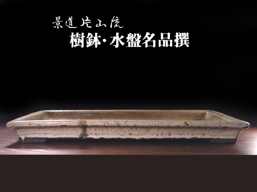 白交趾(水盤)植木鉢
