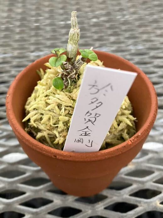 セッコク 長生蘭 於多賀中斑 着生ラン 富貴蘭 蘭