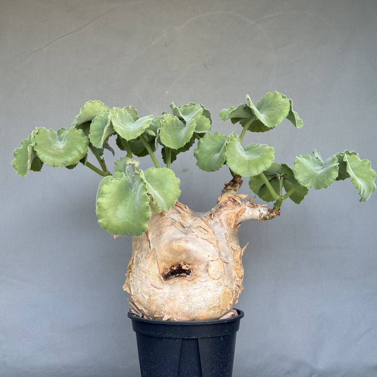 Cyphostemma uter ver. macropus