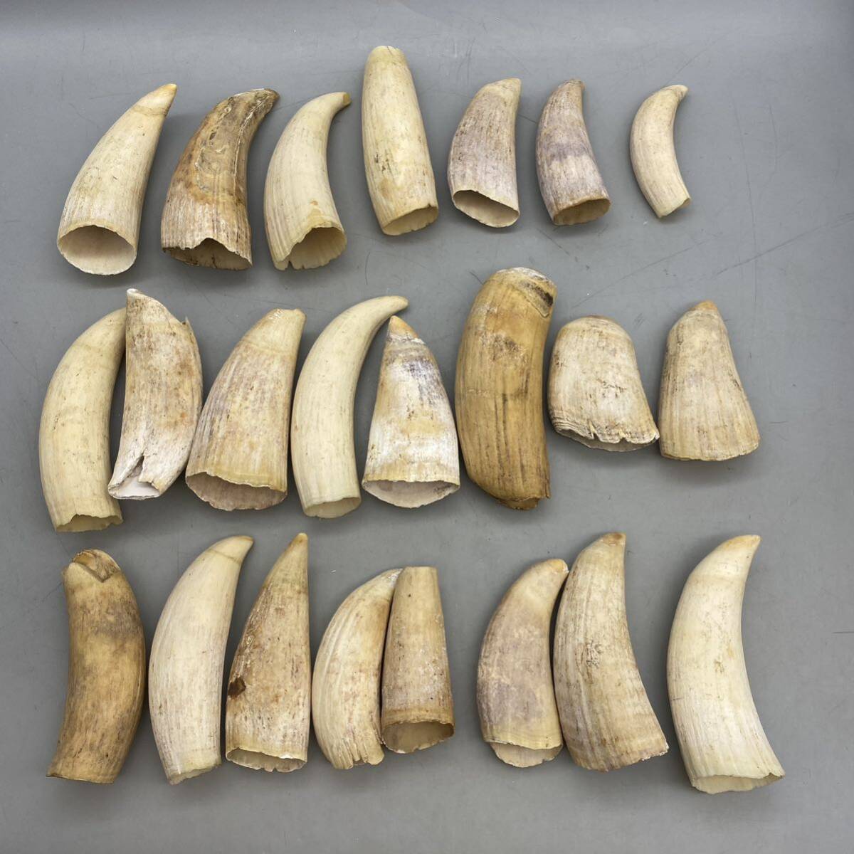 マッコウクジラの歯 傷や汚れあり】【B-19】 マッコウクジラ 鯨 歯