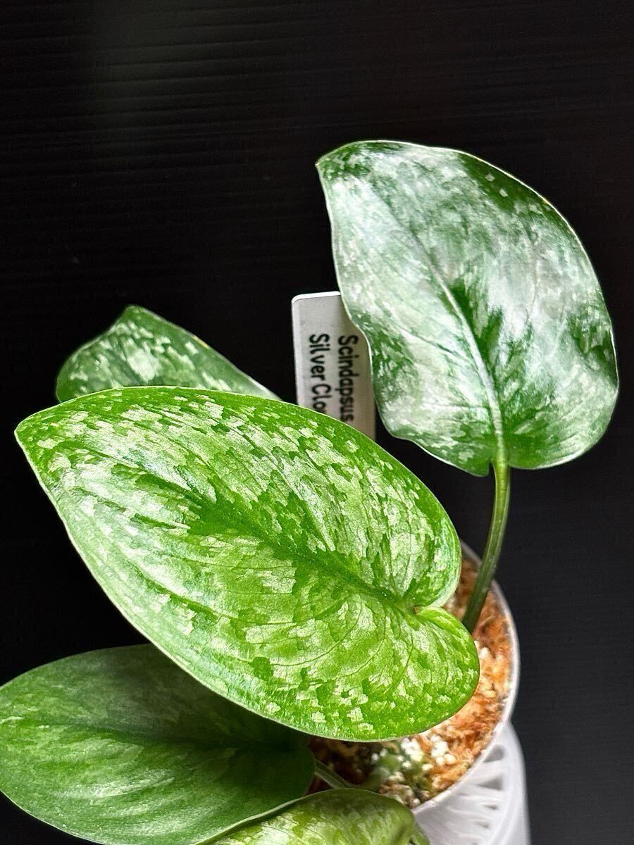 超希少】発根済みスキンダプサス・ピクタス・マハリカ斑入り